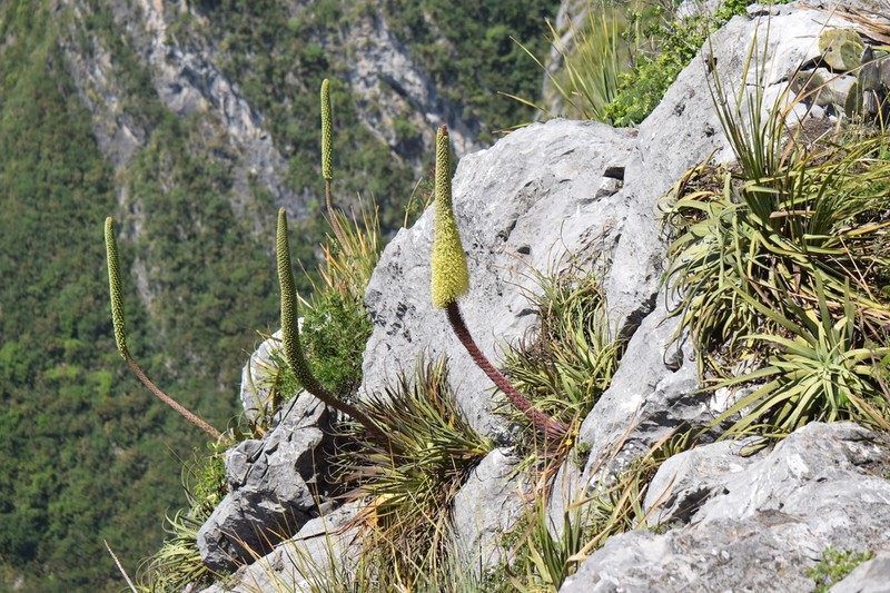 Paleoagave bracteosa photo 8