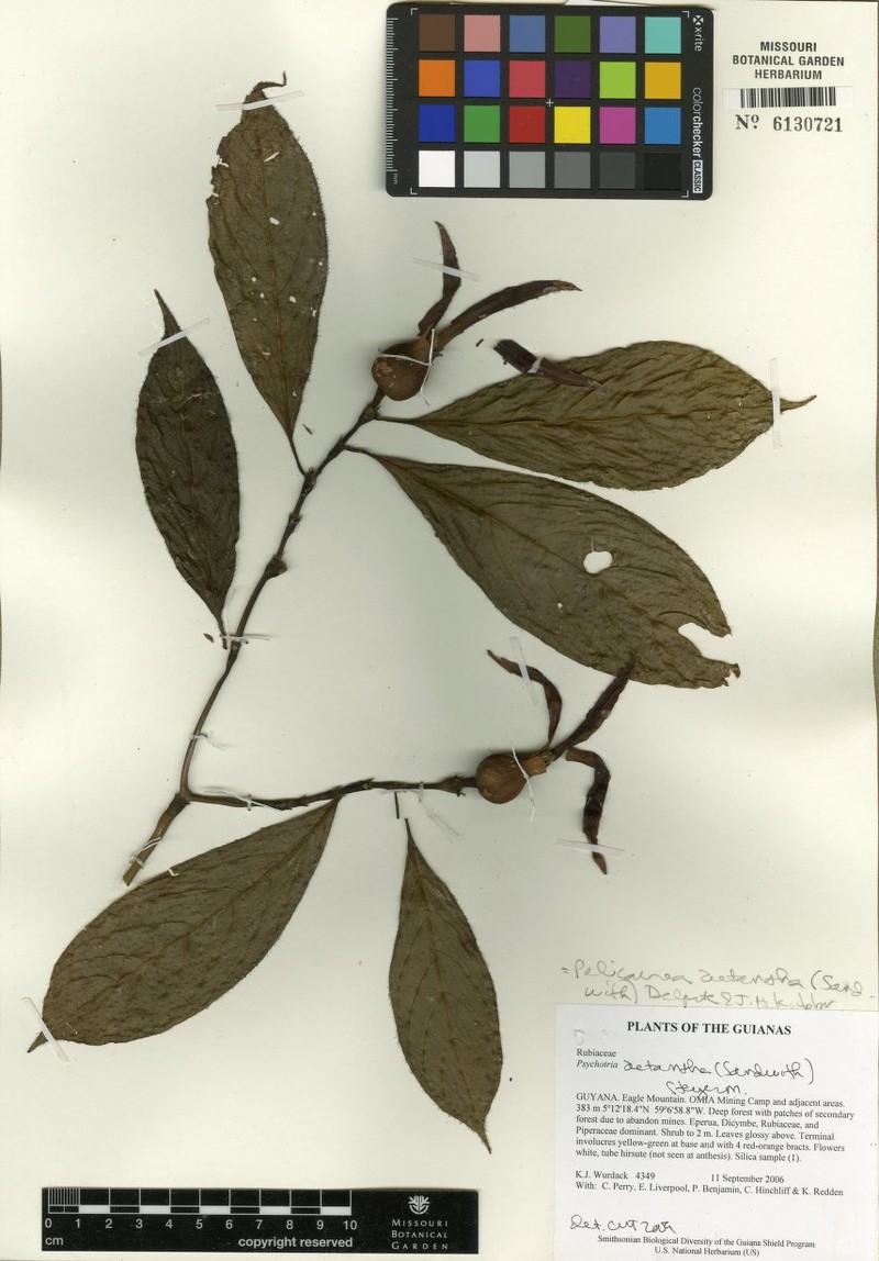 Palicourea aetantha