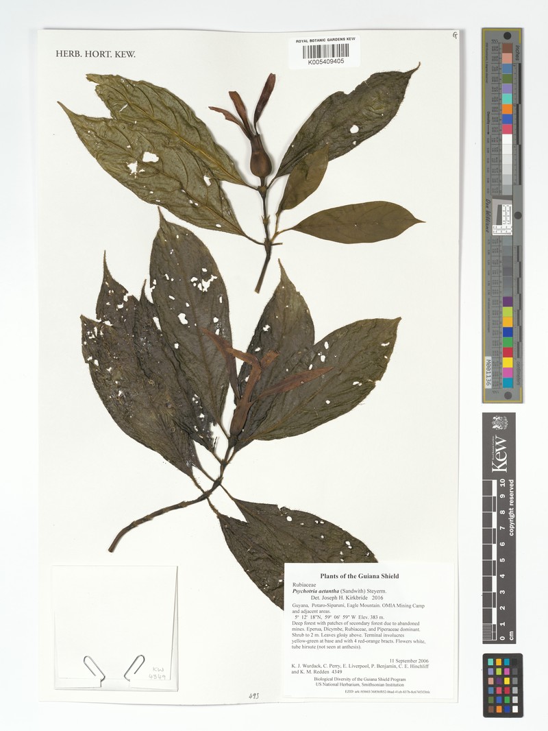 Palicourea aetantha photo 2