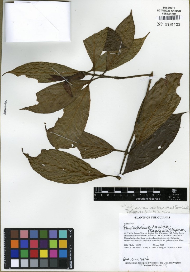 Palicourea aetantha photo 3