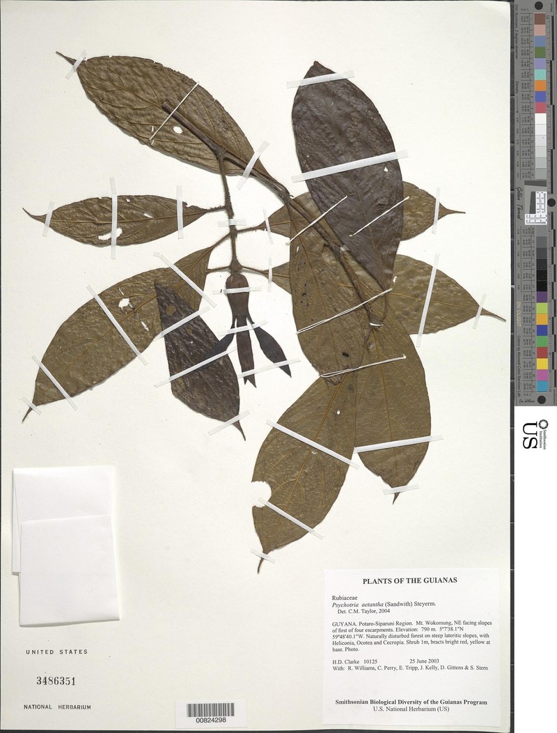 Palicourea aetantha photo 4