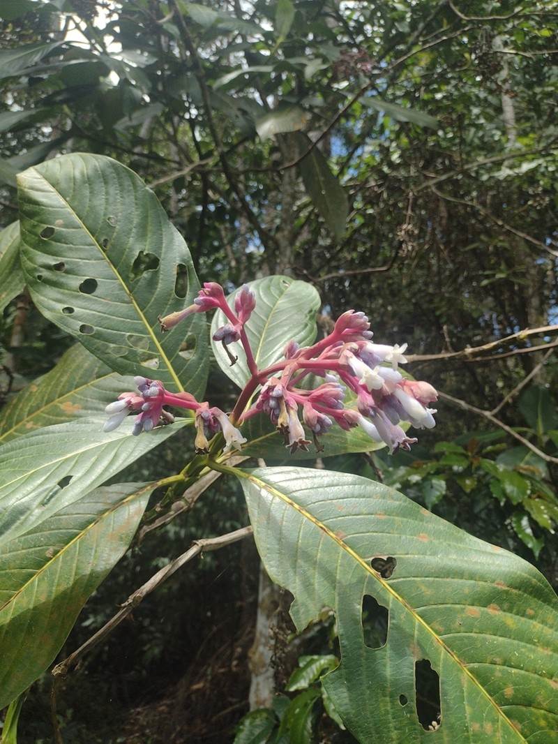 Palicourea agudeloana