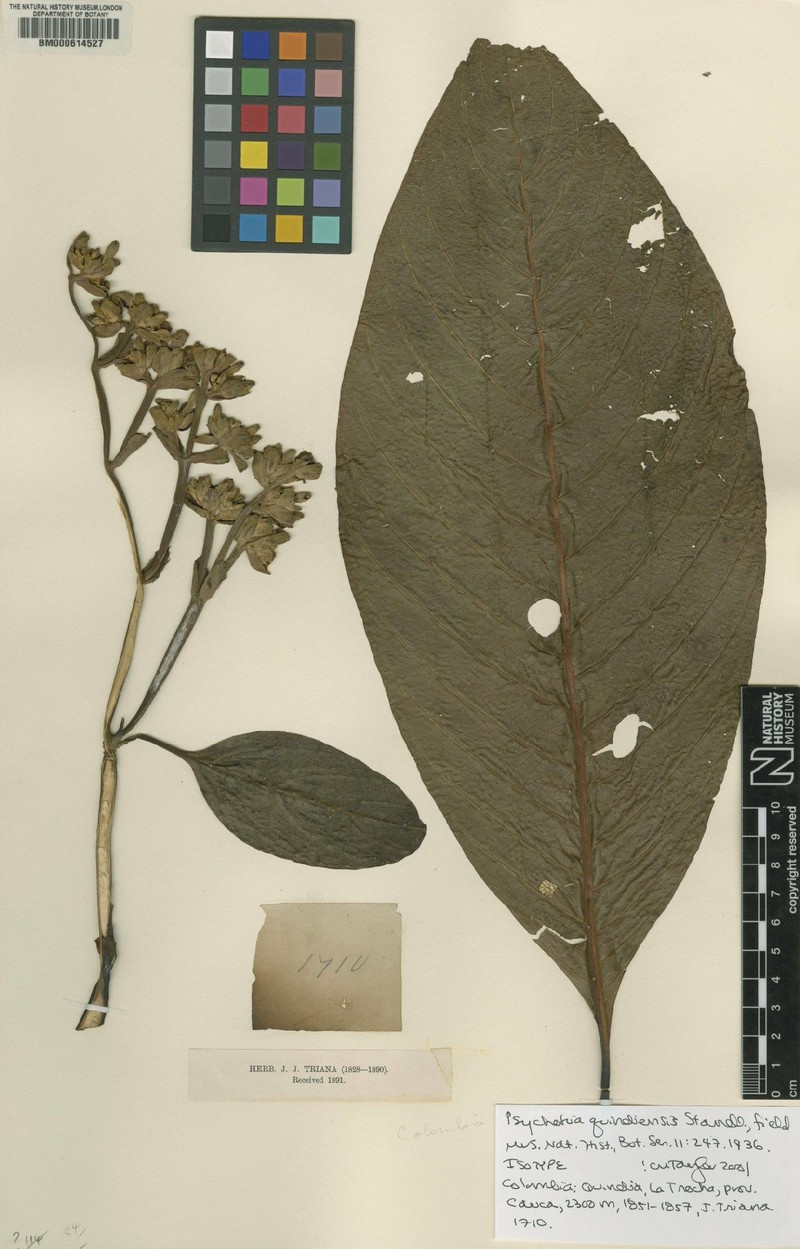 Palicourea agudeloana photo 2