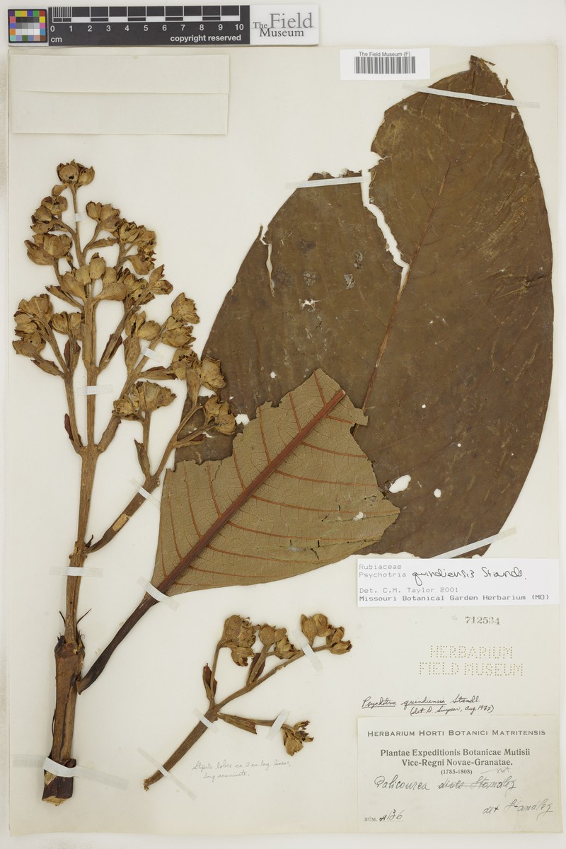 Palicourea agudeloana photo 3