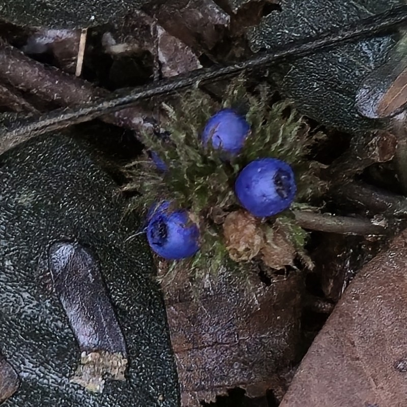 Palicourea alba