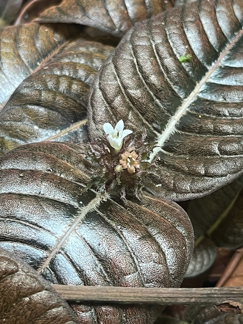 Palicourea alba photo 2