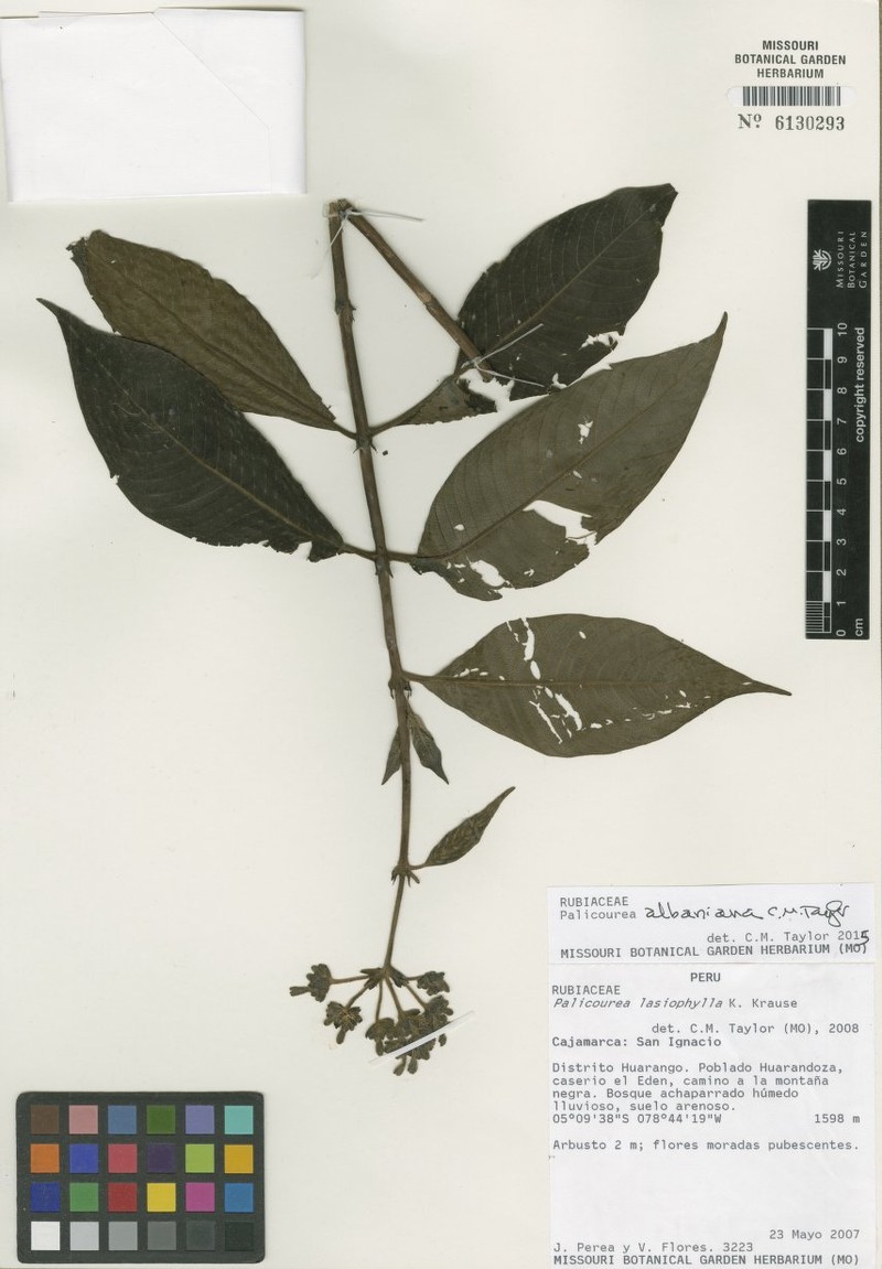 Palicourea albaniana