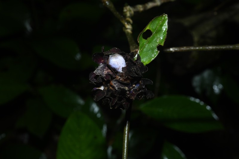 Palicourea alloantha