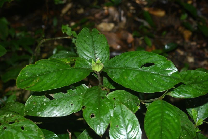 Palicourea alloantha photo 2