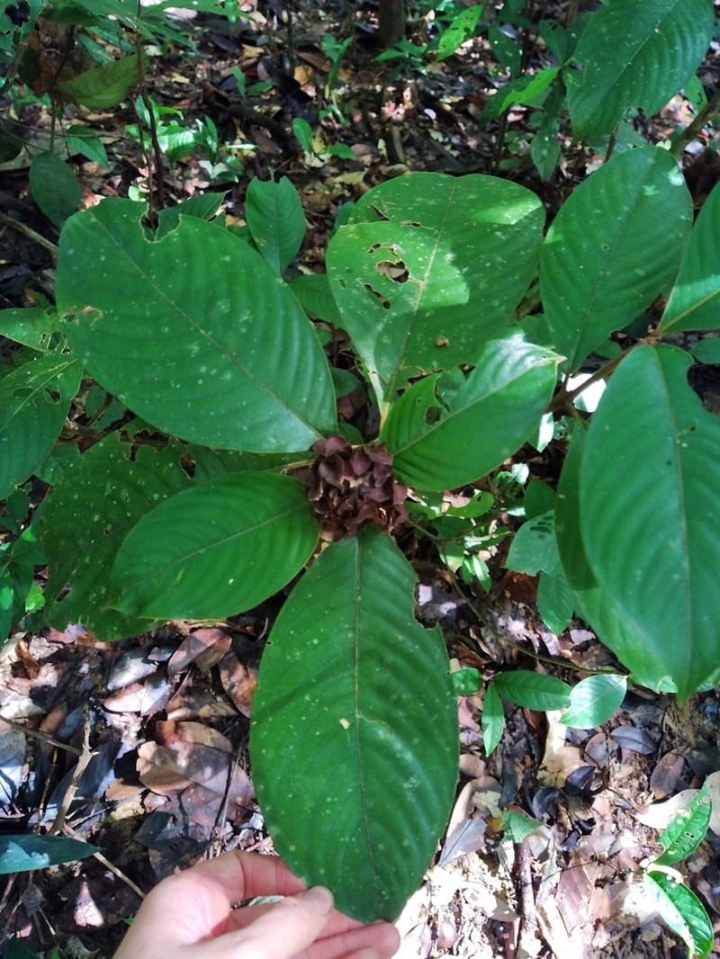 Palicourea alloantha photo 3