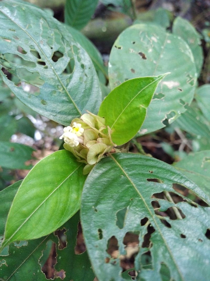 Palicourea alloantha photo 4