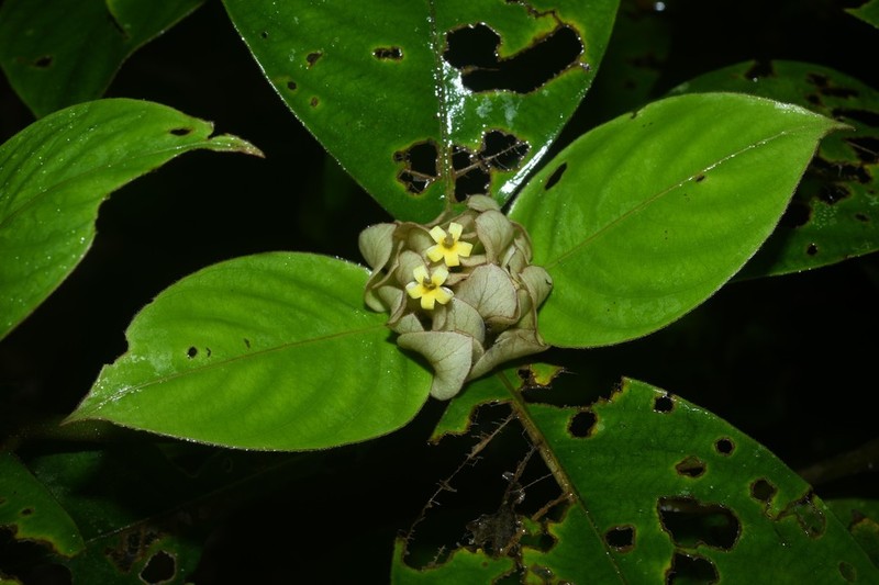 Palicourea alloantha photo 5