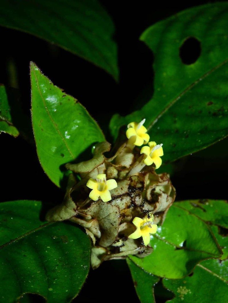 Palicourea alloantha photo 6