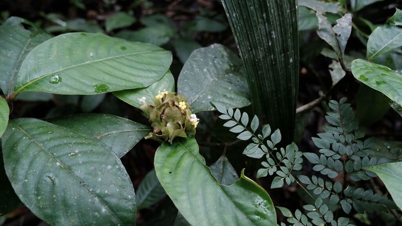 Palicourea alloantha photo 8