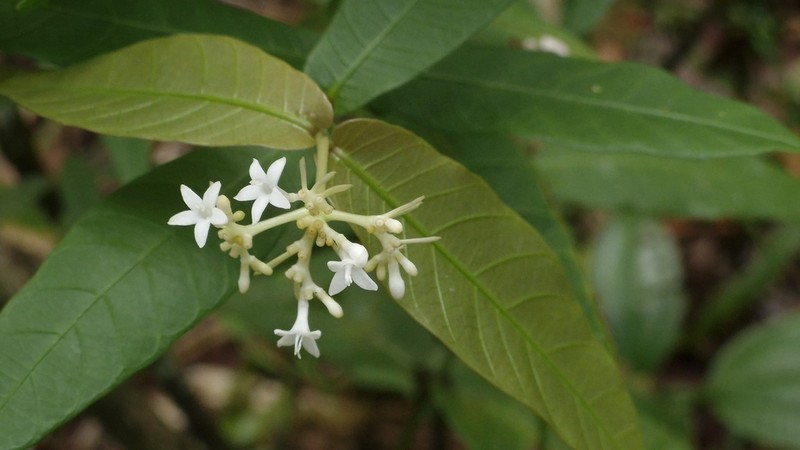 Palicourea amplectens