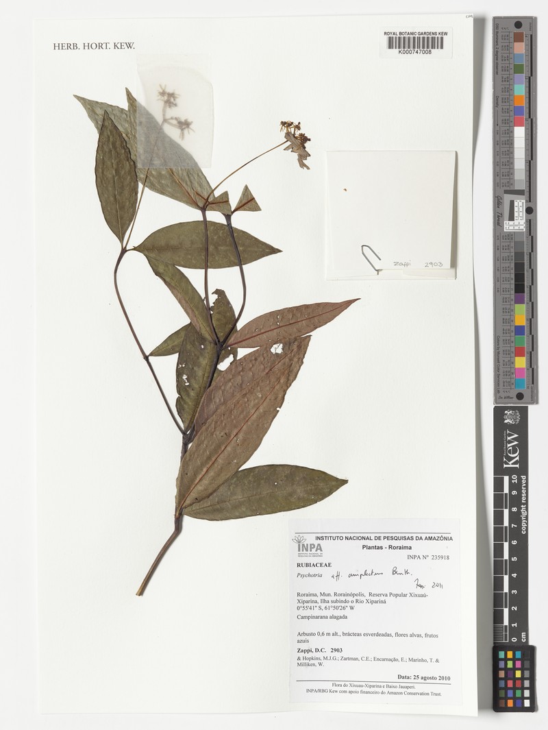 Palicourea amplectens photo 2