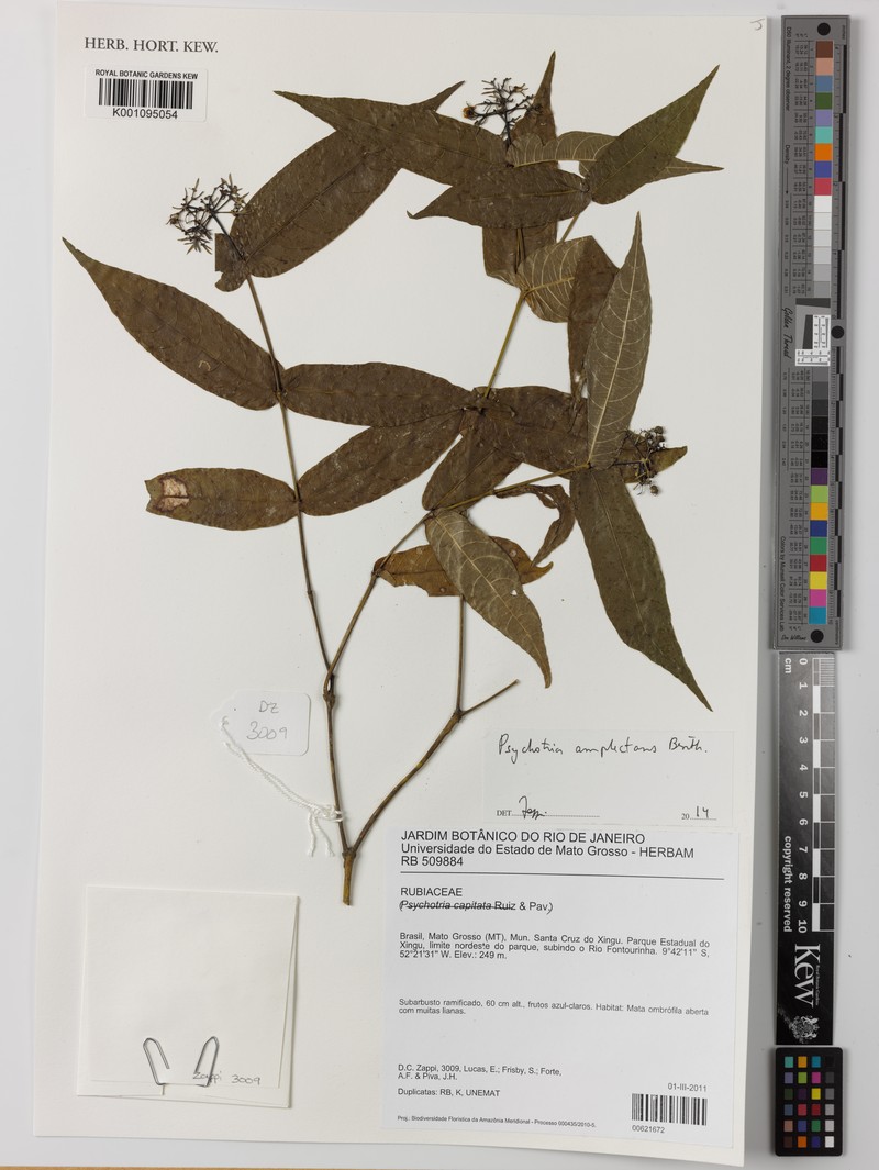 Palicourea amplectens photo 3