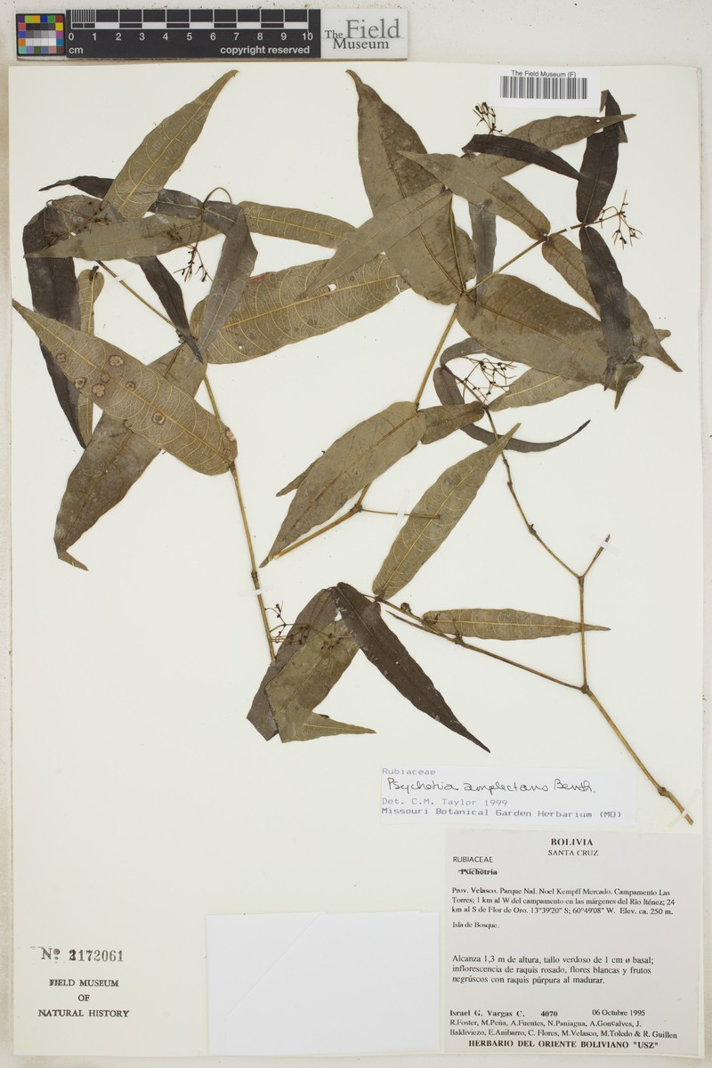 Palicourea amplectens photo 4