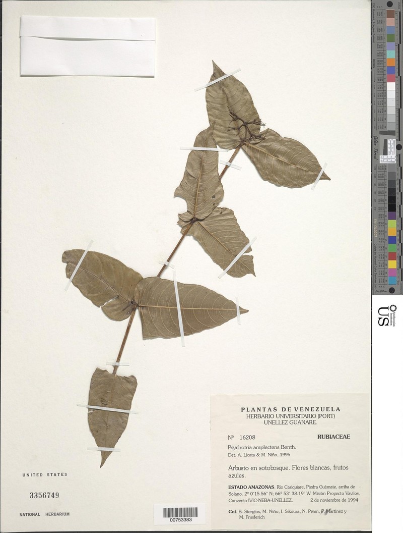 Palicourea amplectens photo 5