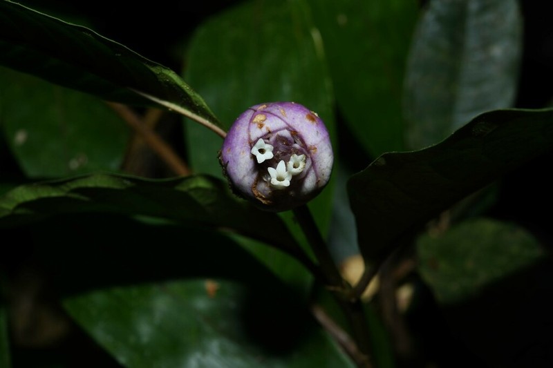 Palicourea apoda