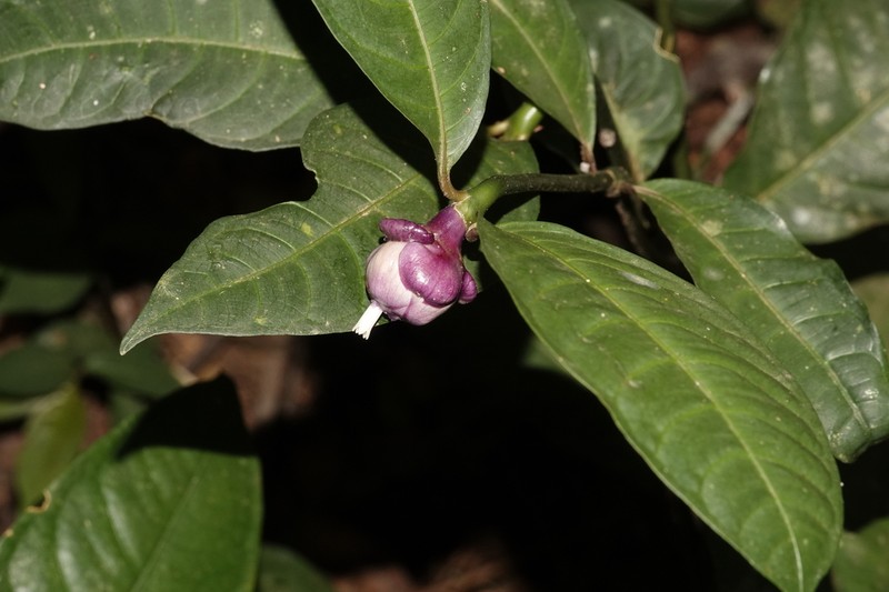 Palicourea apoda photo 2