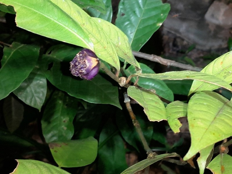 Palicourea apoda photo 3