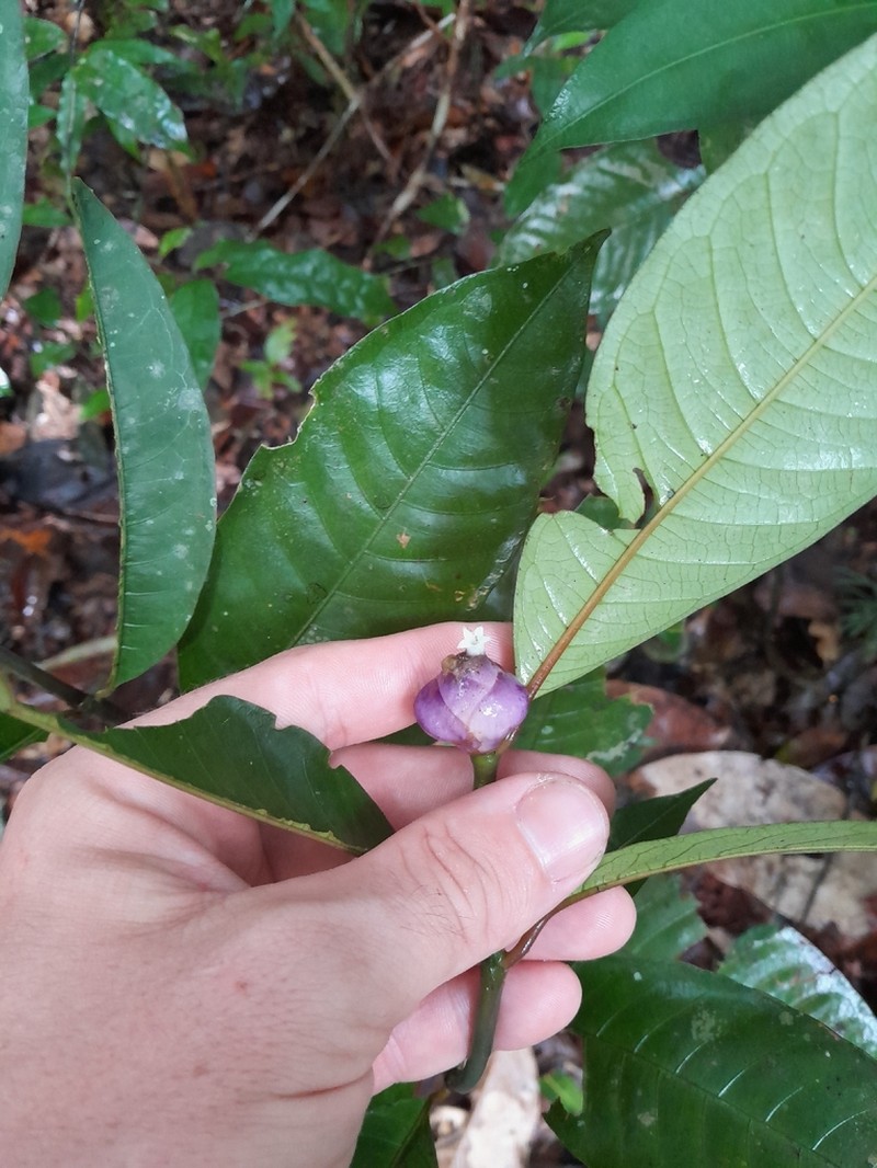 Palicourea apoda photo 4