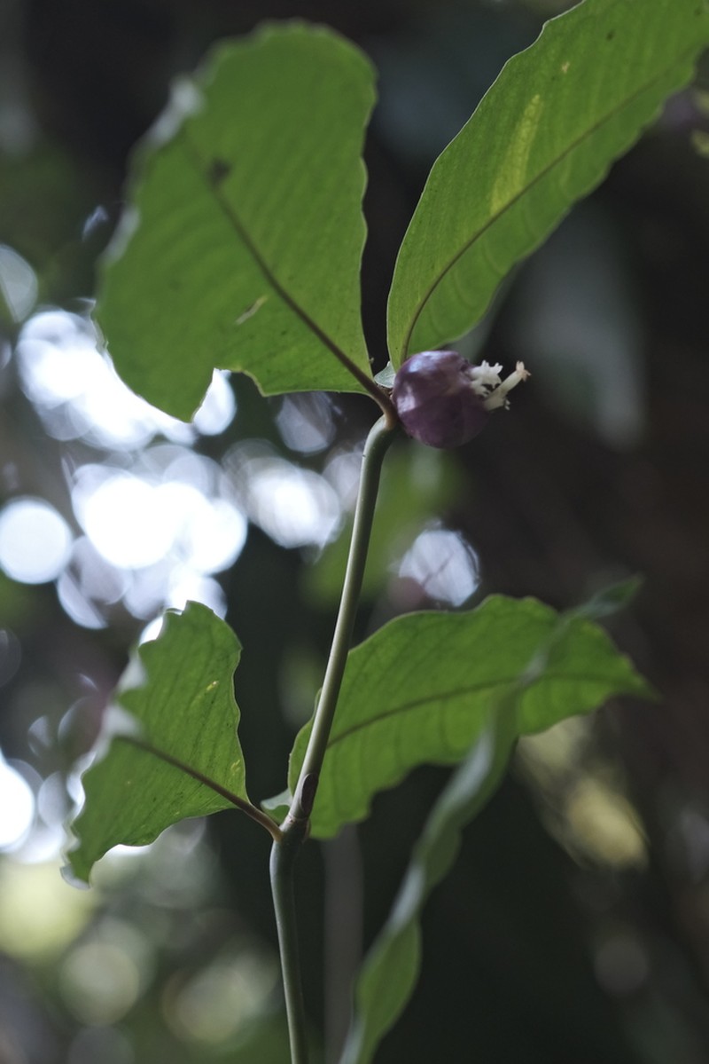 Palicourea apoda photo 5