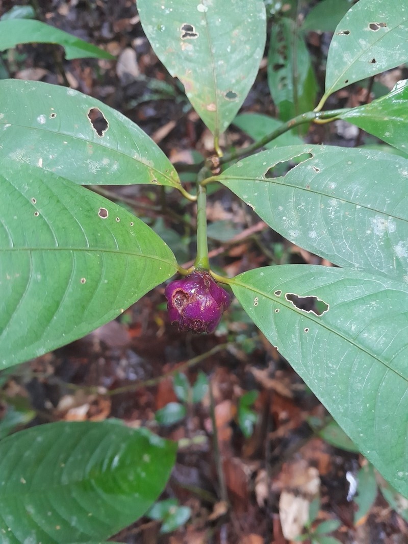 Palicourea apoda photo 6