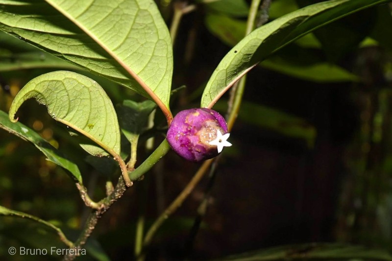 Palicourea apoda photo 7