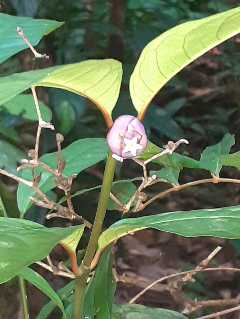 Palicourea apoda photo 8
