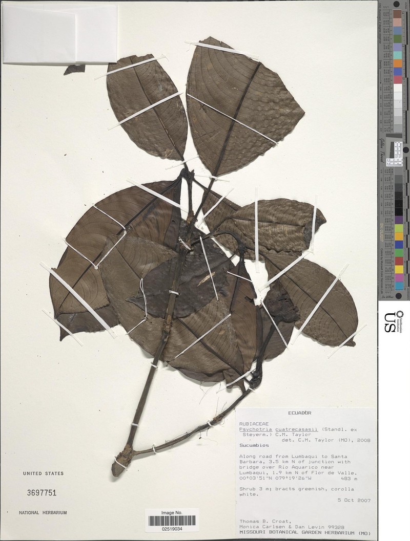 Palicourea arenosa