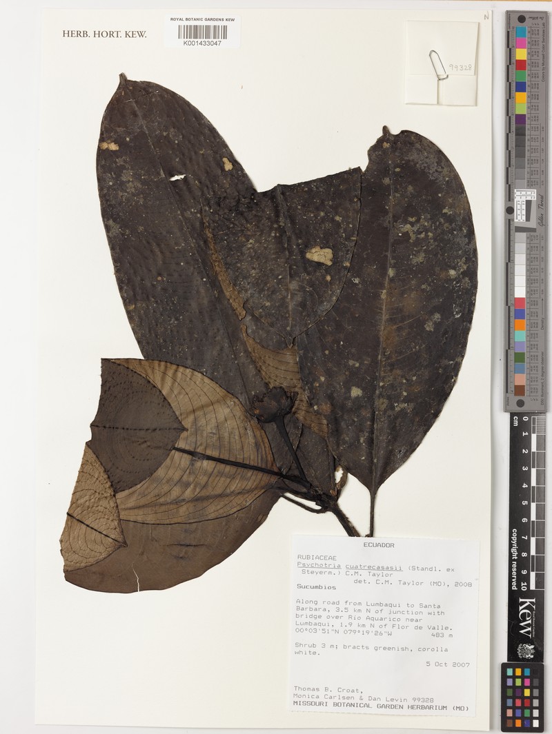 Palicourea arenosa photo 2