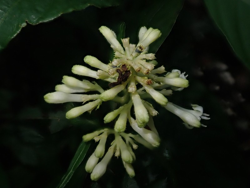Palicourea argentinensis