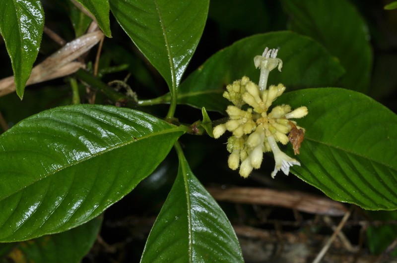 Palicourea argentinensis photo 2