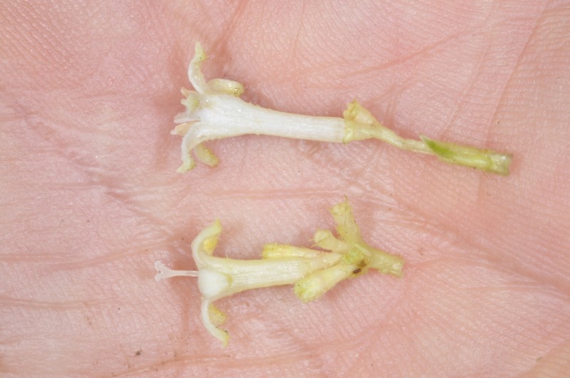 Palicourea argentinensis photo 3