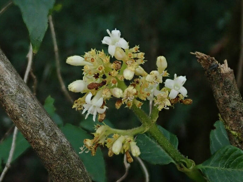 Palicourea argentinensis photo 4