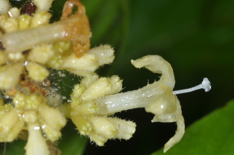 Palicourea argentinensis photo 5