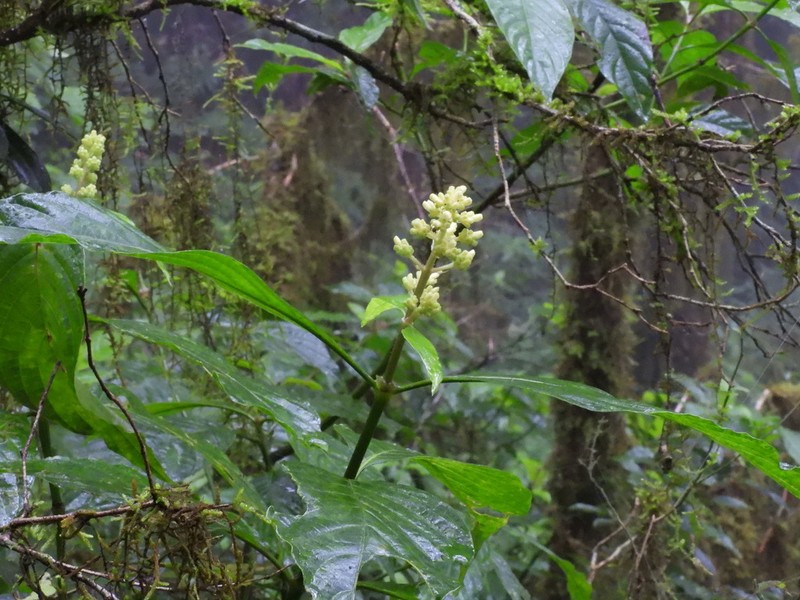 Palicourea argentinensis photo 6