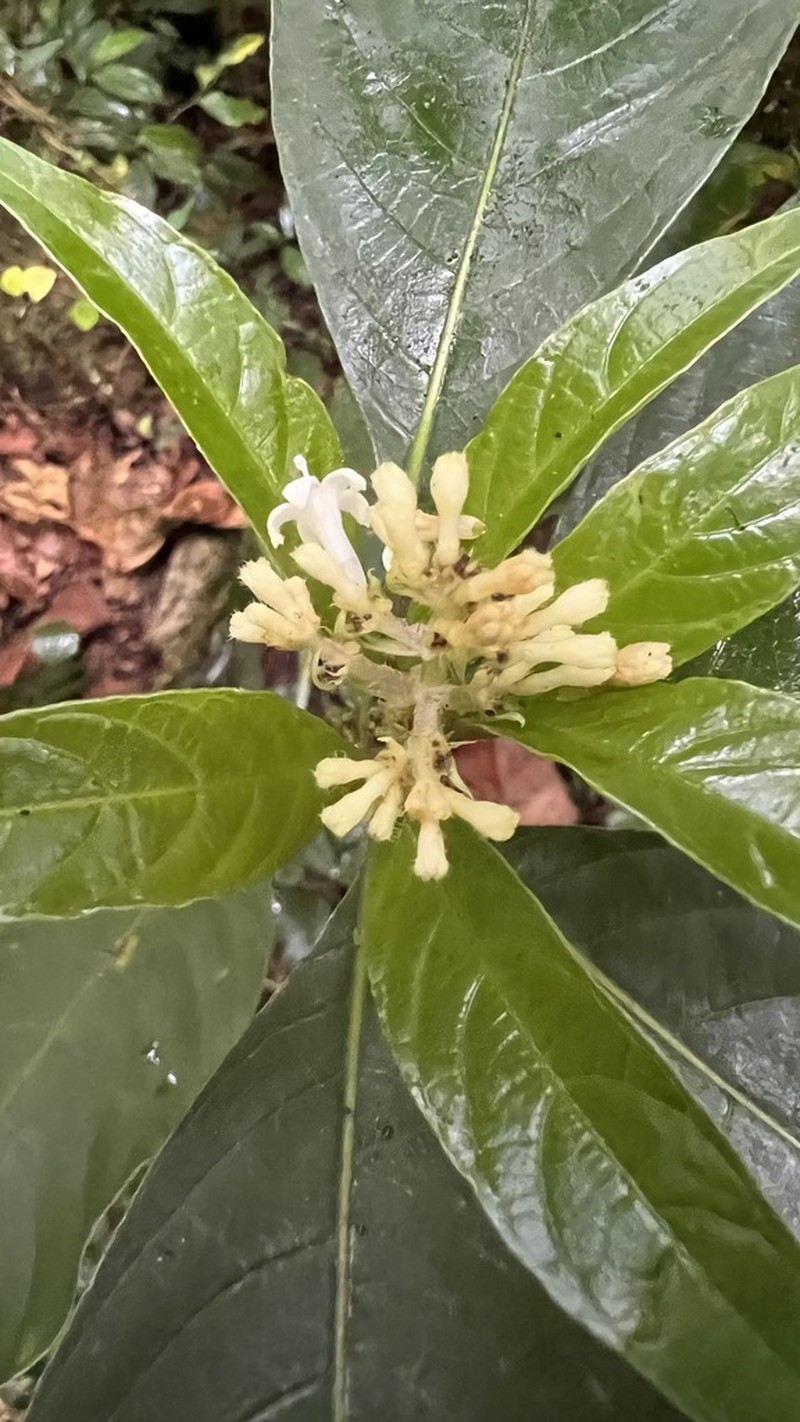 Palicourea argentinensis photo 7