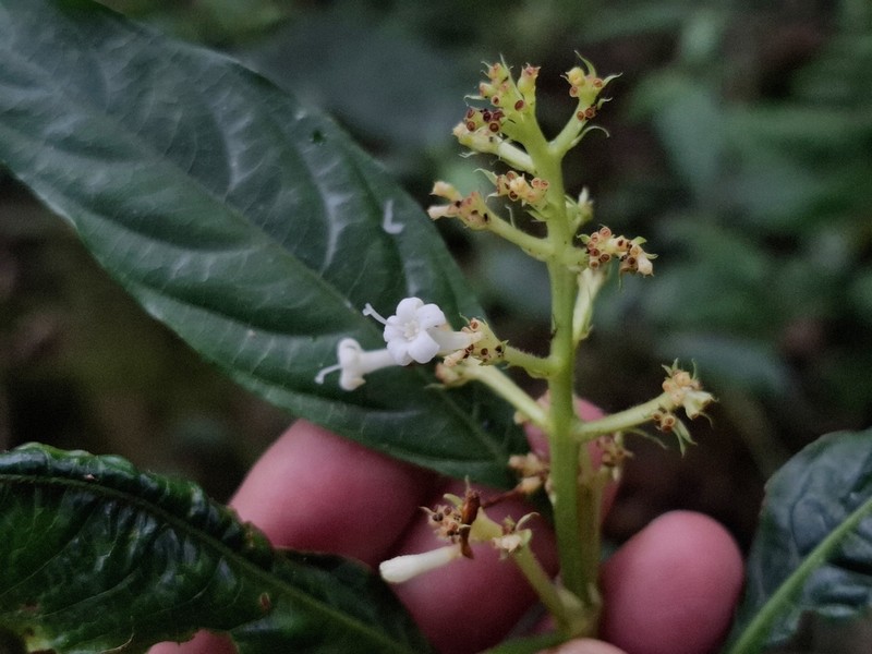Palicourea argentinensis photo 8