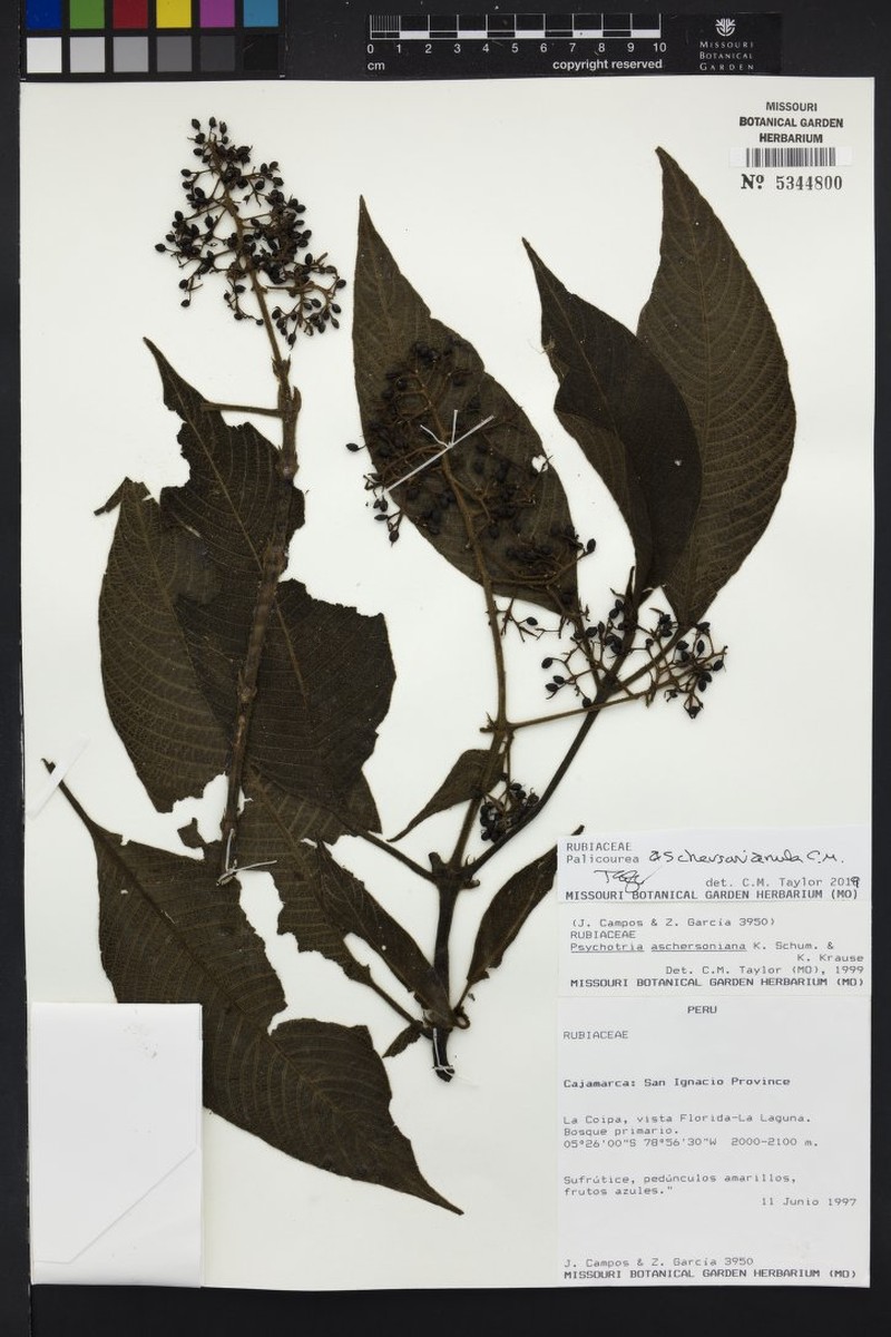 Palicourea aschersonianula