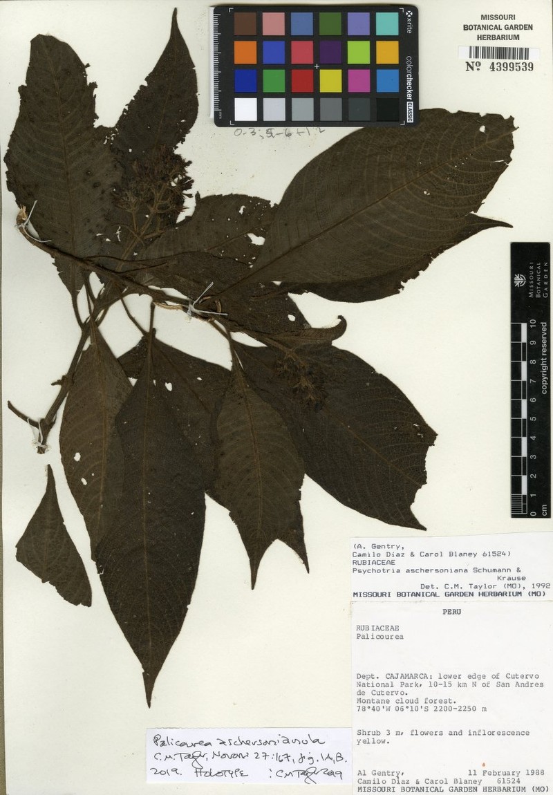 Palicourea aschersonianula photo 2