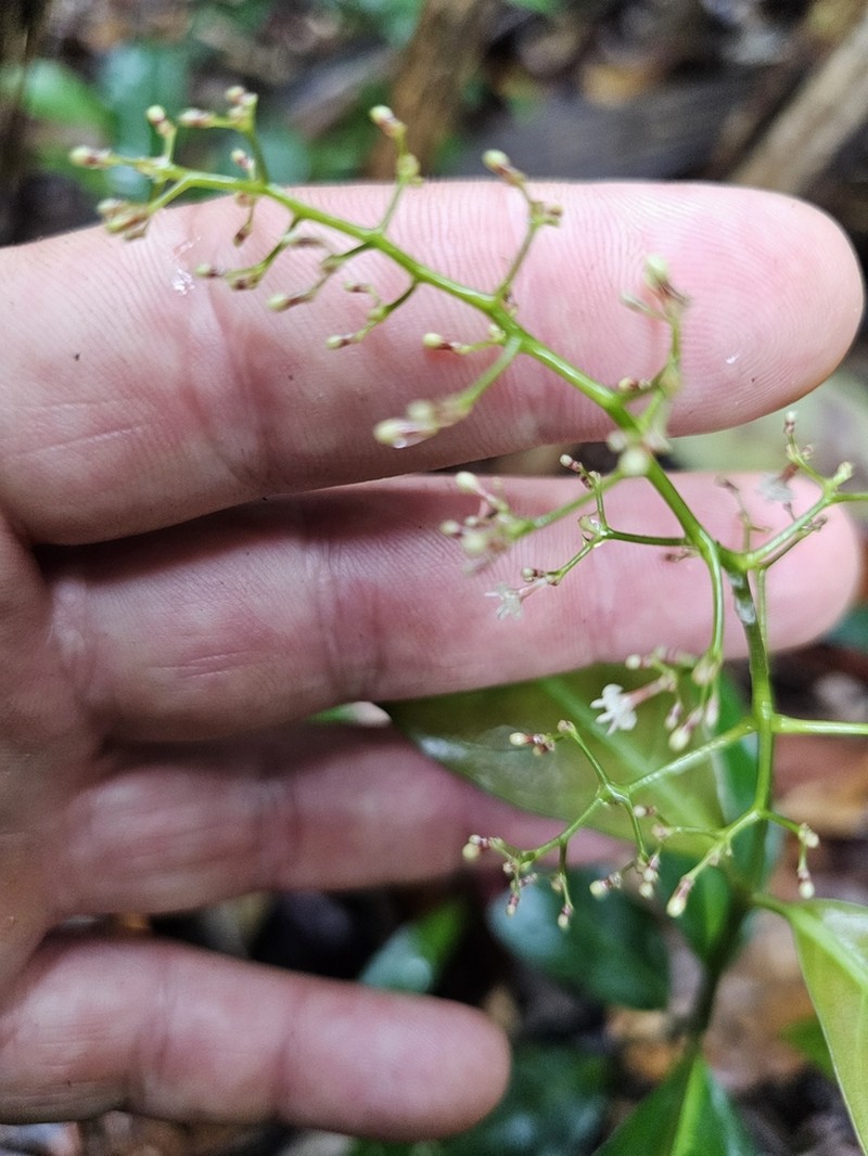 Palicourea aubletii