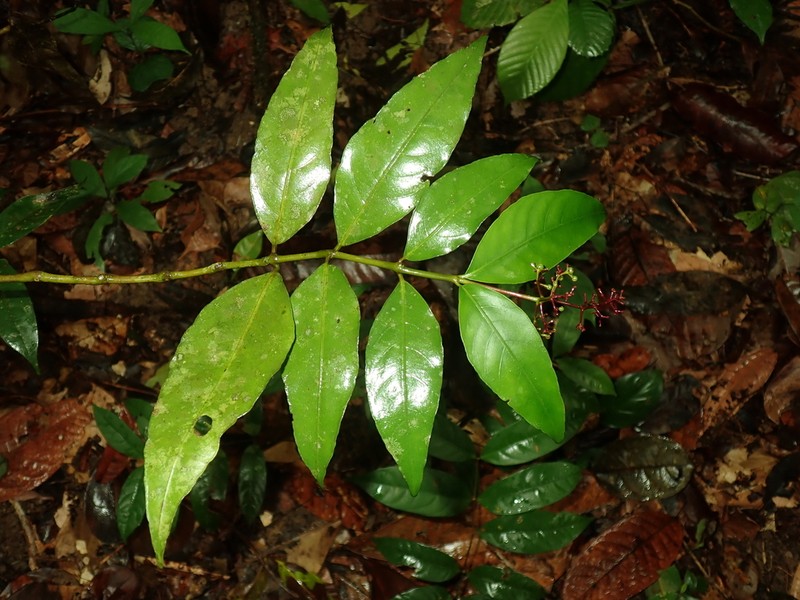 Palicourea aubletii photo 2