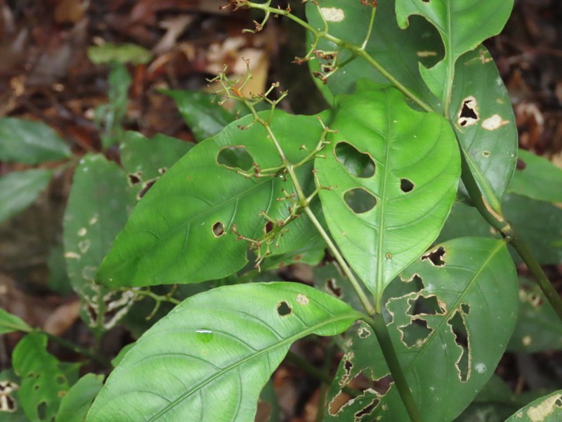 Palicourea aubletii photo 3