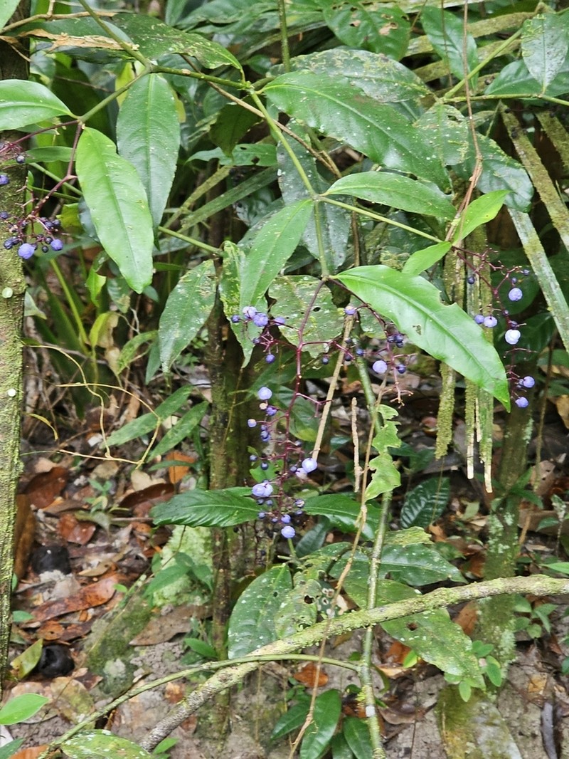 Palicourea aubletii photo 4