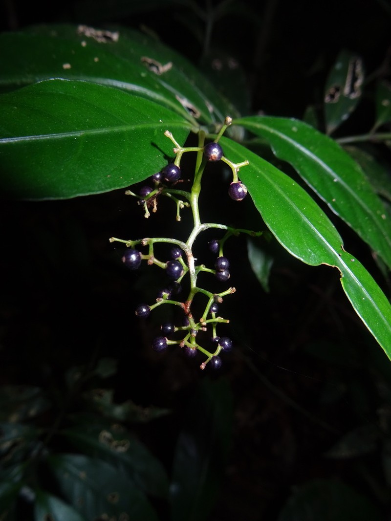 Palicourea aubletii photo 5