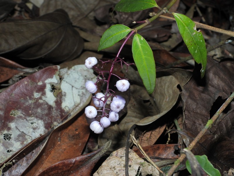 Palicourea aubletii photo 6