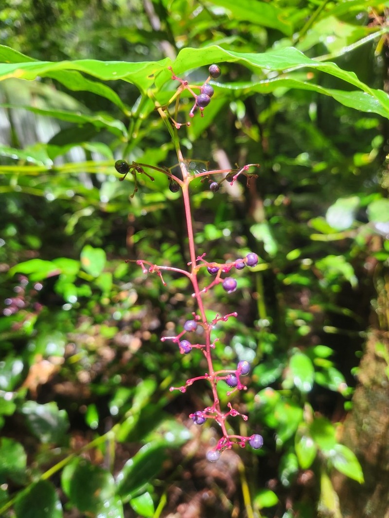 Palicourea aubletii photo 8